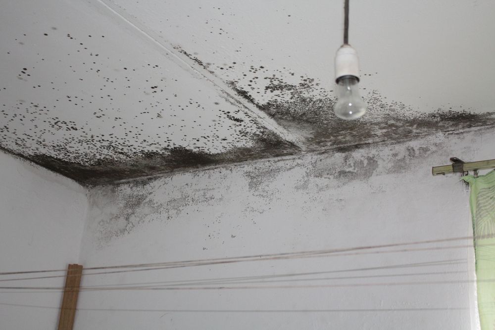 Плесень и грибок под натяжным потолком обработка фото и цена очистки в квартире