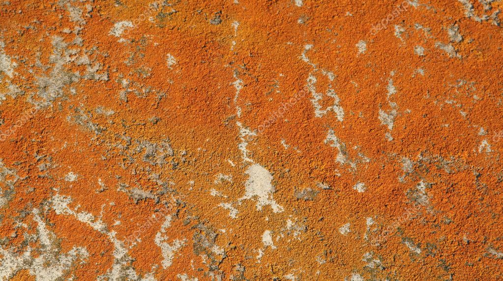 depositphotos 8301302 stock photo orange mold on a rock 1